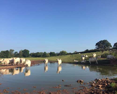 gtod21 Parc Grace Dieu Fm Frank Sutton Cows 500x400