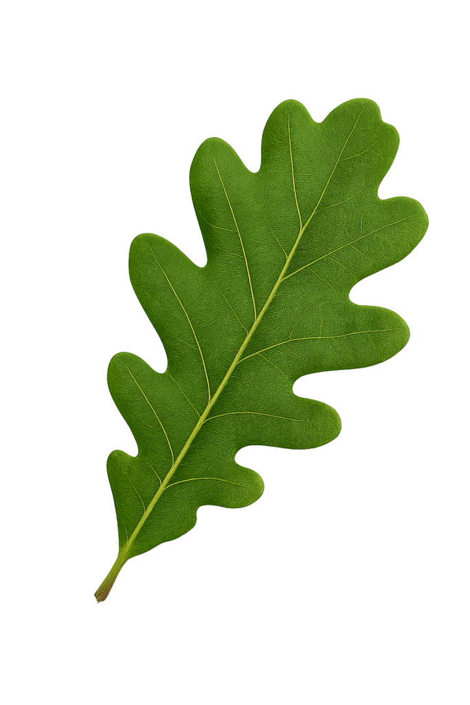 oak-leaf