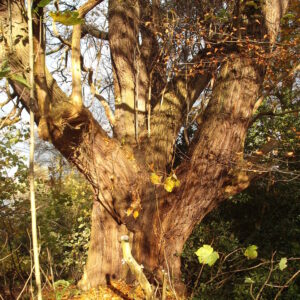 1 Sweet Chestnut Mere Terraces 1 Sweet Chestnut Mere Terraces