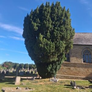 2 The Guardian Yew Tree 2 The Guardian Yew Tree