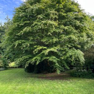 2 The stately Acer of Lee 2 The stately Acer of Lee