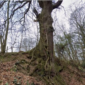 4 Sandy Lane Oak Nick Cull 4 Sandy Lane Oak Nick Cull