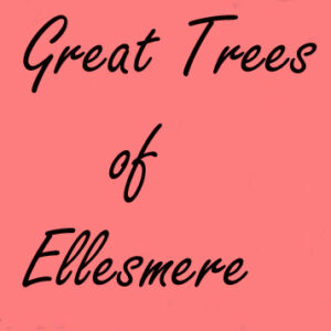 Gtoe pink Box Text