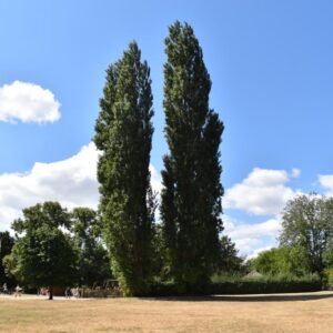 10 Poplars Mere Roger Gocher DSC_3124 - Copy 10 Poplars Mere Roger Gocher DSC_3124 - Copy
