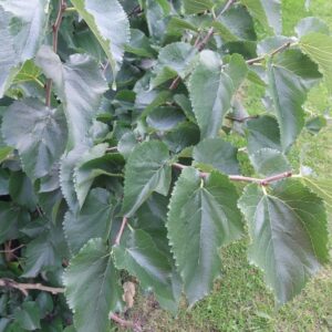 16 Mulberry 16 Mulberry