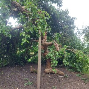 16 Mulberry Prop