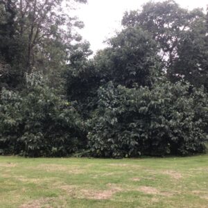 16 Mulberry front