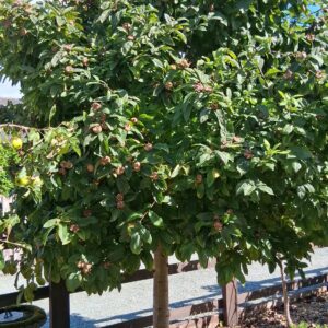 17 Glamourous Granny Medler Tree 17 Glamourous Granny Medler Tree